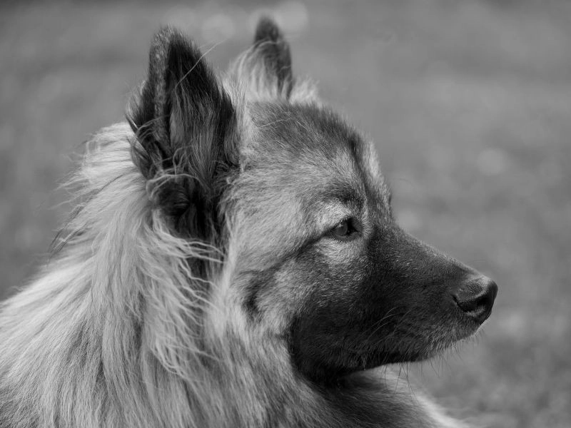 Hond zwart wit close up
